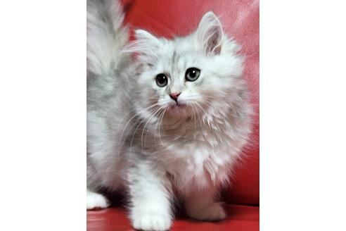 成約済の埼玉県のサイベリアン-20881の5枚目